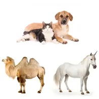 Mild Veterinary Hyperbaric Oxygen Chamber