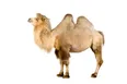 Camel Hyperbaric Oxygen Chamber