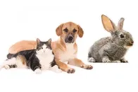 Animal Experimental Chamber